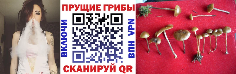 Псилоцибиновые грибы Cubensis  магазин  наркотиков  Новоузенск 